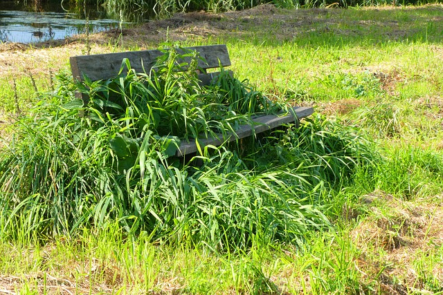 lavička na sezení zarostlá trávou